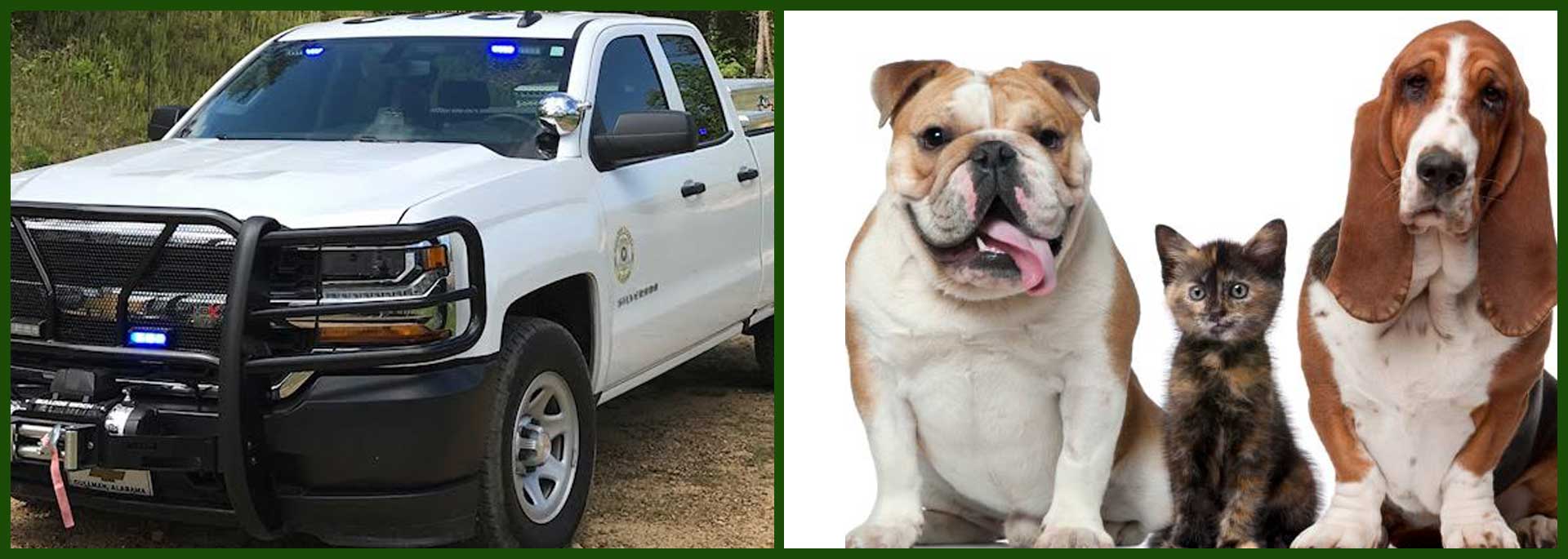 Animal Control truck and two dogs and a kitten