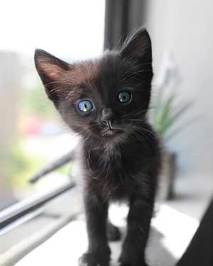 black kitten on window ledge